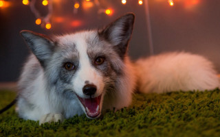 White gray dog green carpet - cosmo alexander free wallpaper
