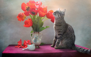 Cat vase flowers teapot stilllife - a vase free wallpaper