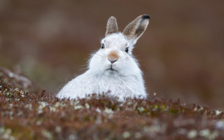 White rabbit brown ears surprised - a white rabbit free wallpaper