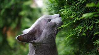 Cat looking up tree branch 2 - its eye free wallpaper