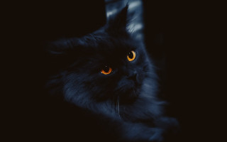 Black cat glowing eyes chair - a black cat free wallpaper