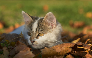 Sad cat autumn leaves impressionism - the leaf free wallpaper