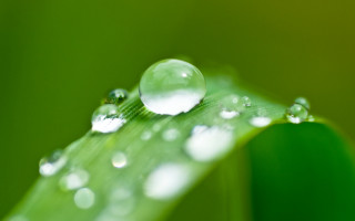 Green leaf water droplets macro 19 - a green leaf free wallpaper
