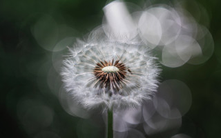 Dandelion blurry background impressionism bokeh - a dandelion free wallpaper