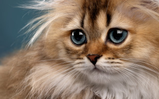 Cat blue eyes closeup photorealistic - eye free wallpaper