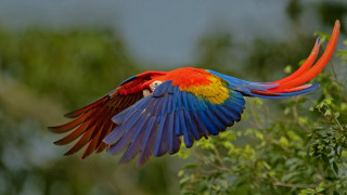 Colorful bird flying forest bokeh - a colorful bird free wallpaper