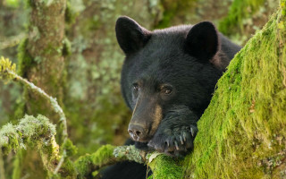 Black bear mossy tree woods - mossy free wallpaper