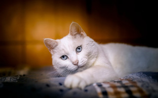 White cat bed plaid blue - the bed free wallpaper