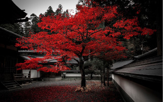 Red tree courtyard staircase architecture - a staircase free wallpaper