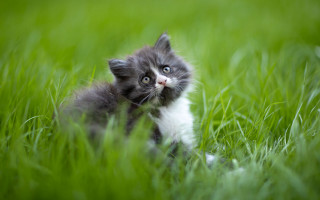Kitten sitting in grass looking - a kitten free wallpaper