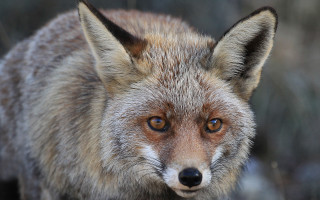 Fox closeup blurry background animal - a blurry background of trees and bushes free wallpaper