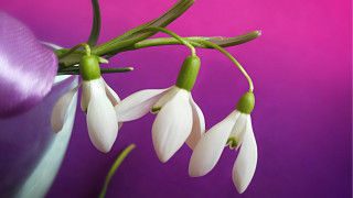 White flowers vase purple background - a purple ribbon free wallpaper