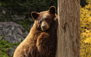 Brown bear forest autumn leaves - a brown bear free wallpaper