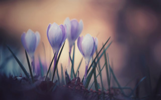 Purple flowers macro art grass - a blurry background of the grass free wallpaper
