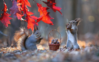 Squirrels nuts basket autumn tree - under free wallpaper for desktop