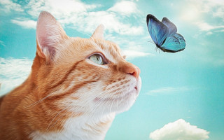 Cat butterfly sky magical realism - a blue sky background free wallpaper