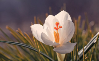 White flower orange stamens grass - a blurry sky in the background free wallpaper