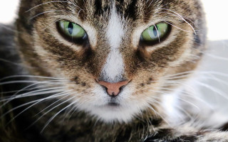 Cat green eyes serious look 3 - serious free wallpaper for desktop