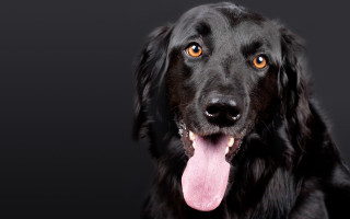 Black dog pink tongue camera - a black dog free wallpaper