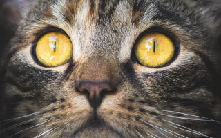Cat yellow eyes looking camera 2 - eye free wallpaper for desktop
