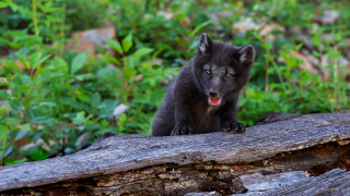 Black bear cub surprised forest - caspar wolf free wallpaper