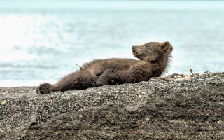 Bear rock water edge outdoors - its head on free wallpaper