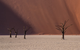 Desert dead trees sunset silhouette - the desert free wallpaper