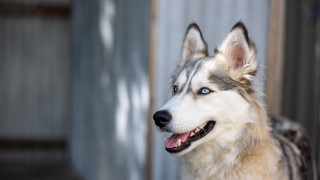 Husky blue eyes smiling dog - a husky dog free wallpaper