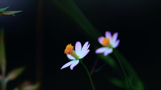 Flowers butterfly lily leaf grass - digital photography free wallpaper