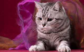 Cat pink purple cloth Carlos - its neck free wallpaper