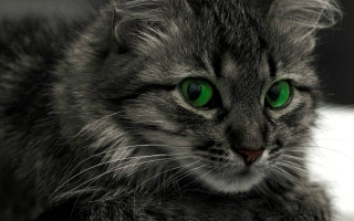 Sad cat green eyes gothic - gothic free wallpaper