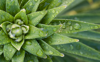 Green plant water drops macro 14 - a green plant free wallpaper