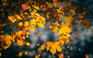 Fall leaves blurry background forest - the fall season free wallpaper