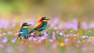 Colorful birds branch field flowers - free nature wallpaper