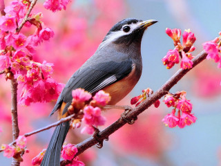 Bird perched branch pink flowers - bird free wallpaper