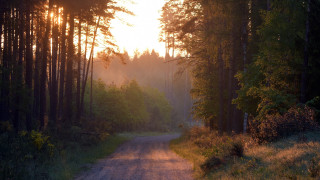 Dirt road forest sunlight nature 2 - arvid nyholm free wallpaper