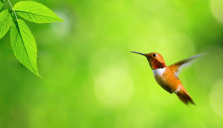Hummingbird green leaf ecological art - green background free wallpaper