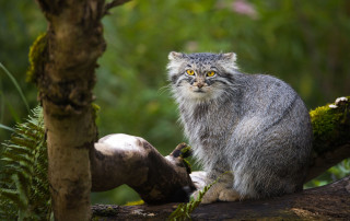 Sad cat woods yellow eyes - a sad look free wallpaper