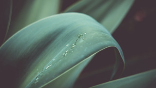 Plant water drops shallow depth - a close up of a plant free wallpaper