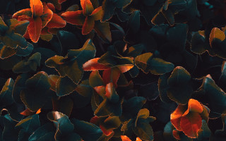 Closeup plant orange green leaves - a close up of a plant free wallpaper