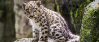 Snow leopard cub woods curious - a curious look free wallpaper