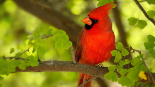 Red bird branch tree leaves - a green background behind free wallpaper
