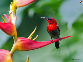 Small bird red flower green 2 - free nature wallpaper