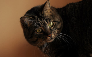 Serious black cat on table - serious free wallpaper for desktop