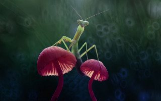 Praying mantis red flower green - macro art free wallpaper
