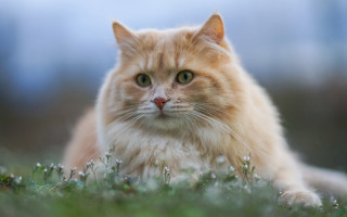 Cat green eyes grass outdoors - a pastel free wallpaper