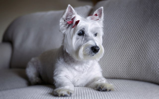 White dog couch red bow - a red collar free wallpaper