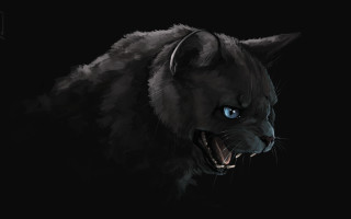 Black cat blue eyes snarling - angry free wallpaper