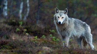 Wolf forest animal focus blurry - caspar wolf free wallpaper