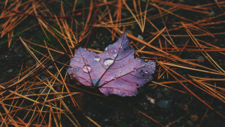 Leaf grass water droplets brown - photorealistic free wallpaper for desktop